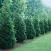 Thuja plicata 'Green Giant'