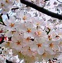 Prunus x yedoensis 'Yoshino Cherry'