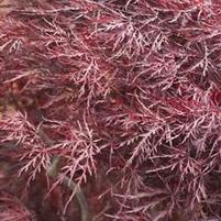 Acer Japanese Maple 'Red Dragon'