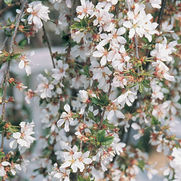Prunus × 'Snow Fountains ®'