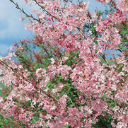 Prunus × 'Autumnalis'
