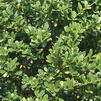 Ilex crenata 'Bennett's Compacta' Ilex crenata 'Bennett's Compacta'
