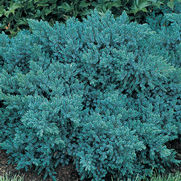Juniperus squamata 'Blue Star' Juniperus squamata 'Blue Star'