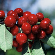 Prunus avium 'Bing' Prunus avium 'Bing'