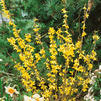 Forsythia Weekend® Forsythia Weekend®