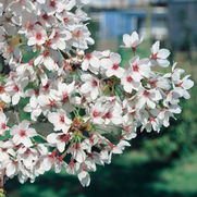 Prunus × yedoensis 'Akebono'