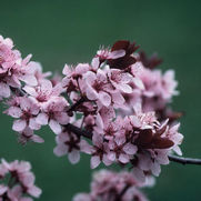 Prunus x 'Krauter Vesuvius' Prunus x 'Krauter Vesuvius'