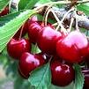 Prunus avium 'Lapins' Prunus avium 'Lapins'
