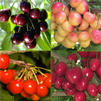 Prunus '4 in 1 Combo' Prunus '4 in 1 Combo'
