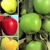 Malus '4 in 1 Combo' Malus '4 in 1 Combo'
