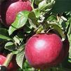 Malus domestica 'Jonathan' Malus domestica 'Jonathan'