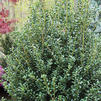Ilex crenata 'Steeds' Ilex crenata 'Steeds'