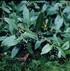 Prunus laurocerasus 'Schipkaensis' Prunus laurocerasus 'Schipkaensis'