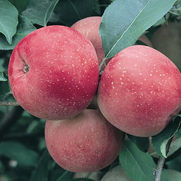 Malus domestica 'Fuji' Malus domestica 'Fuji'