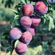 Prunus salicina 'Burbank' Prunus salicina 'Burbank'