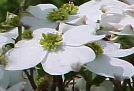 Cornus Florida - 'White' Flowering Dogwood from Historyland Nursery