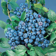 Vaccinium corymbosum 'Bluecrop' Vaccinium corymbosum 'Bluecrop'