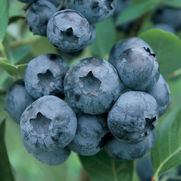 Vaccinium x 'Chandler' Vaccinium x 'Chandler'