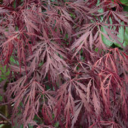 Acer palmatum dissectum 'Tamukeyama' Acer palmatum dissectum 'Tamukeyama'