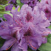 Rhododendron 'Purpureum Elegans' Rhododendron 'Purpureum Elegans'