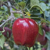 Malus domestica 'Red Delicious' Malus domestica 'Red Delicious'