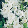 Azalea 'Girard Pleasant White' Azalea 'Girard Pleasant White'
