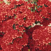 Azalea 'Stewartstonian' Azalea 'Stewartstonian'
