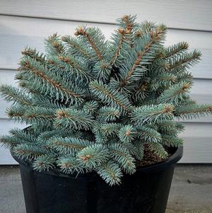 Picea pungens 'Globosa' '' Picea pungens 'Globosa' ''