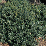Ilex crenata 'Hoogendorn' Ilex crenata 'Hoogendorn'