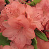 Azalea 'Blaauw's Pink' Azalea 'Blaauw's Pink'