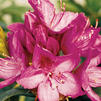 Rhododendron x 'Anah Kruschke' Rhododendron x 'Anah Kruschke'