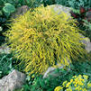 Chamaecyparis pisifera '' Chamaecyparis pisifera ''