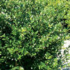 Ilex crenata 'Green Lustre' Ilex crenata 'Green Lustre'