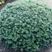 Ilex crenata 'Soft Touch' Ilex crenata 'Soft Touch'