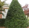 Ilex x 'Nellie R. Stevens' Ilex x 'Nellie R. Stevens'