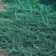 Juniperus horizontalis 'Wiltoni' Juniperus horizontalis 'Wiltoni'