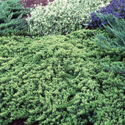 Juniperus procumbens 'Nana' Juniperus procumbens 'Nana'