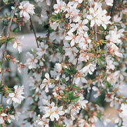 Prunus × 'Snow Fountains ®' Prunus × 'Snow Fountains ®'