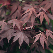 Acer palmatum 'Bloodgood' Acer palmatum 'Bloodgood'