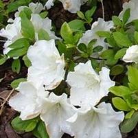 Azalea hybrid 'Dorothy Hayden' Azalea hybrid 'Dorothy Hayden'