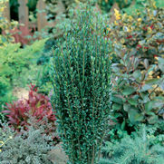 Ilex crenata 'Sky Pencil' Ilex crenata 'Sky Pencil'