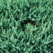 Juniperus conferta 'Blue Pacific' Juniperus conferta 'Blue Pacific'
