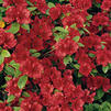 Azalea 'Girard Christina' Azalea 'Girard Christina'