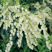 Pieris japonica 'Historyland Supreme' Pieris japonica 'Historyland Supreme'