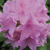 Rhododendron 'English Roseum' Rhododendron 'English Roseum'