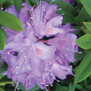 Rhododendron 'Roseum Elegans' Rhododendron 'Roseum Elegans'