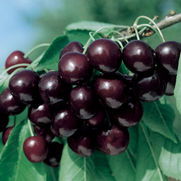 Prunus avium 'Black Tartarian' Prunus avium 'Black Tartarian'