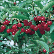 Prunus cerasus 'Montmorency' Prunus cerasus 'Montmorency'