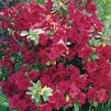 Azalea kaempferi 'Johanna' Azalea kaempferi 'Johanna'