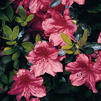Azalea x 'Fashion' Azalea x 'Fashion'